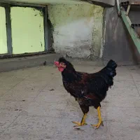 خروس سالم