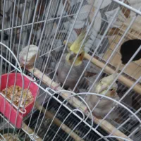 عروس هلندی جفت یک قلیون تنه چوبی دارم|پرنده|چهارباغ, |دیوار