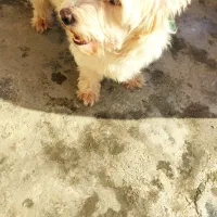 سگ شیتزو|سگ|آزادشهر, |دیوار