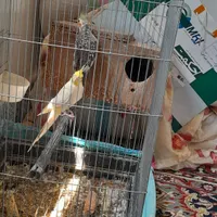 طوطی عروس نرو ماده جوجه بزرگ کن با قفس و جا تخمی
