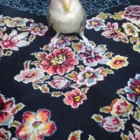 طوطی برزیلی|پرنده|رباط‌کریم, رباط‌کریم|دیوار