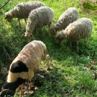 گوسفند آبستن با نر محلی