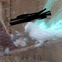 یک جفت و سه جوجه کفتر چتری