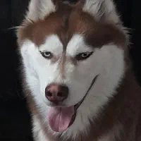 هاسکی خوشگل