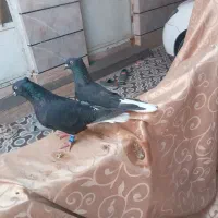 اشعل سیاه