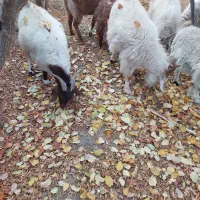 کهره بره چپش