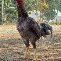 جوجه لاری اصل افغان ۸ روزه