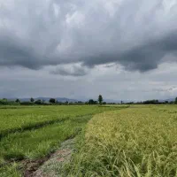 زمین کشاورزی شالیزار