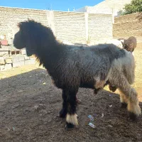 گوسفند داشتی|حیوانات مزرعه|کیار, |دیوار