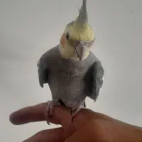 عروس هلندی سخنگو