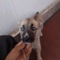 سلام توله  ۴عدد سه تا چشم آبی آخری مشکی|سگ|مشهد, عسگریه|دیوار