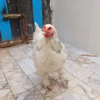 مرغ برهما