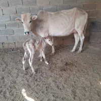 گاو بل گوساله ماده|حیوانات مزرعه|شادگان, |دیوار