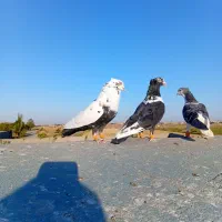 کفتر رنگه بوم