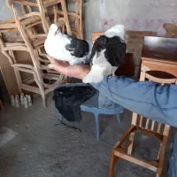 یک جفت کبوتر دستی سرلاکی|پرنده|ملایر, |دیوار