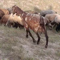 بز پلنگی بز غاله ماده