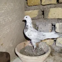 کفتر ساعت بالا|پرنده|کاشان, لتحر|دیوار