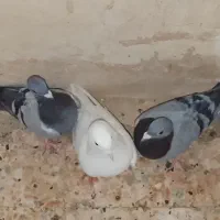 کبوتر|پرنده|زهک, |دیوار