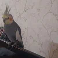عروس هلندی نر دستی مست|پرنده|اصفهان, مهدی آباد|دیوار