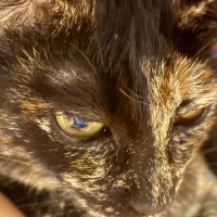 گربه کالیکو