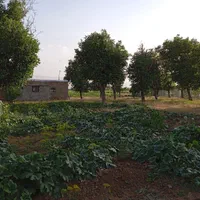 زمین و باغ با چاه عمیق مناسب گلخانه و مرغداری|فروش زمین و ملک کلنگی|ابهر, |دیوار