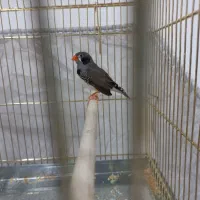 فنج نر|پرنده|اندیمشک, |دیوار