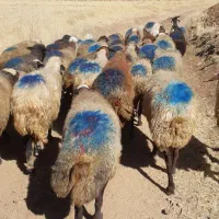 ۳۵راس گوسفند داشتی ۲زایده مابقی آبستن سنگین|حیوانات مزرعه|بهار, |دیوار