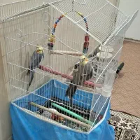 عروس هلندی نرسخنگو