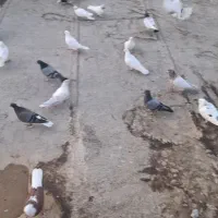 کبوتر دم سفید|پرنده|گرمدره, |دیوار