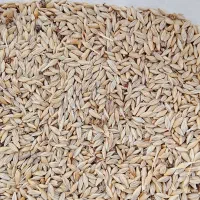 جو محلی برای دام