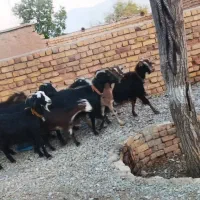 بز آبستن نزدیک|حیوانات مزرعه|درودزن, |دیوار