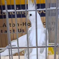 2 عروس هلندی دوکت آلبینو فروش یا معاوضه جفت قناری