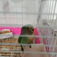 سه عدد جوجه یکماه طوطی برزیلی( کوتوله)|پرنده|مشهد, شهید احمدی روشن|دیوار