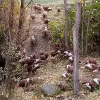 بوقلمون نر|حیوانات مزرعه|بانه, |دیوار