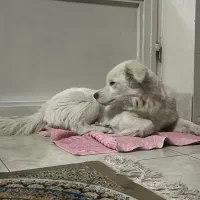 سگ سامویید خندان