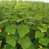 گلخانه|فروش زمین و ملک کلنگی|خلیل آباد, |دیوار