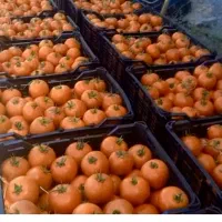 بذر f1 گوجه فرنگی رقم بازاری و صادراتی، مشابه ۸۳۲۰|خدمات باغبانی و درختکاری|کرمانشاه, |دیوار