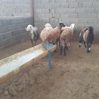 بره ماده ابستن پشم کهنه