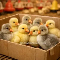 جوجه اردک|حیوانات مزرعه|مشهد, مشکینی (شهرک غرب)|دیوار