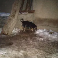 پاکوتا ۲ ساله