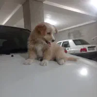 سگ پا کوتاه