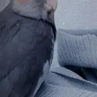 عروش هلندی گمشده