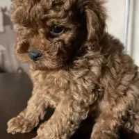 پودل عروسکی ماده اصیل