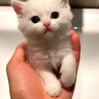 گربه های کوچولو