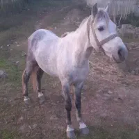 اسب نیلی گلدار|اسب و تجهیزات اسب‌سواری|املش, |دیوار