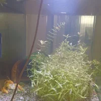 آکواریوم شیشه خمه ماهیران ۵۰×۳۴×۳۴|ماهی|کرمانشاه, |دیوار