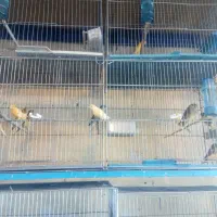 خر ید انواع پرندگان زینتی قناری طوطی عروس هلندی