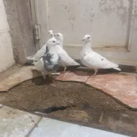 پلاکی|پرنده|خرم‌آباد, |دیوار