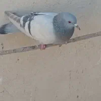 پرنده|پرنده|قم, شاه سید علی|دیوار