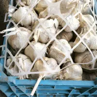 سیر درجه یک همدان به قیمت عمده